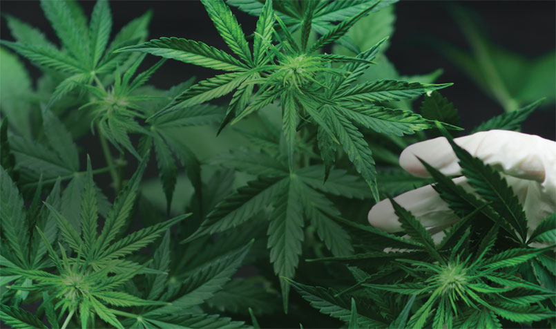Cannabis And The Heart Wonder Weed Or Woes Awaiting
